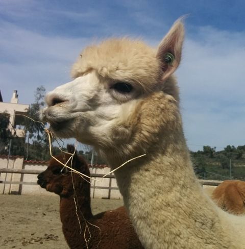 An alpaca at a farm!