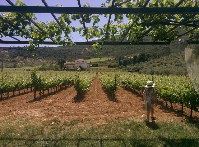 wine tasting in Nemea 