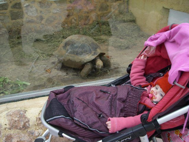 animals in athens with kids © family experiences blog