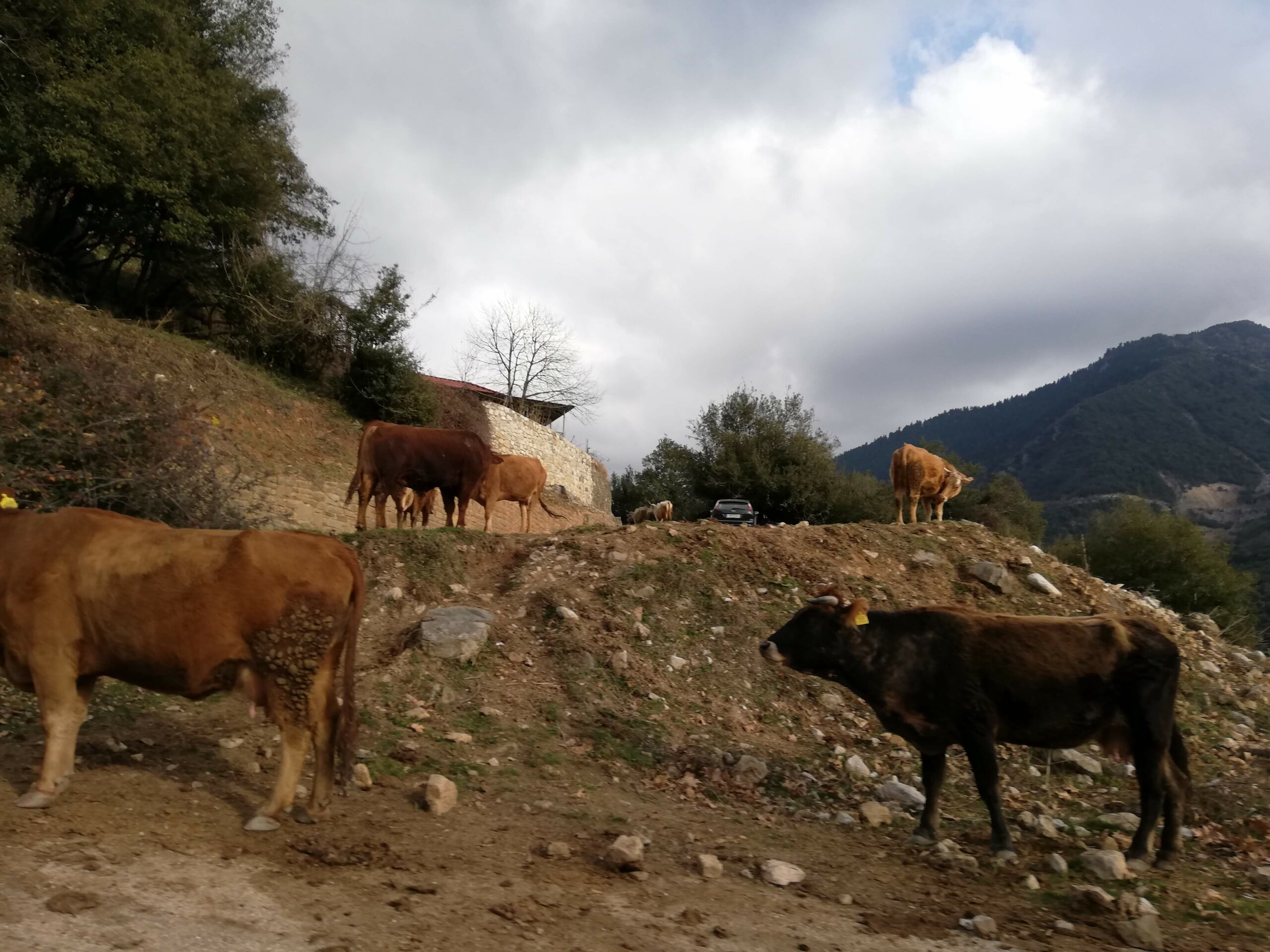Travel Epirus with Kids 42 IMG 20200126 150918 1 1 scaled