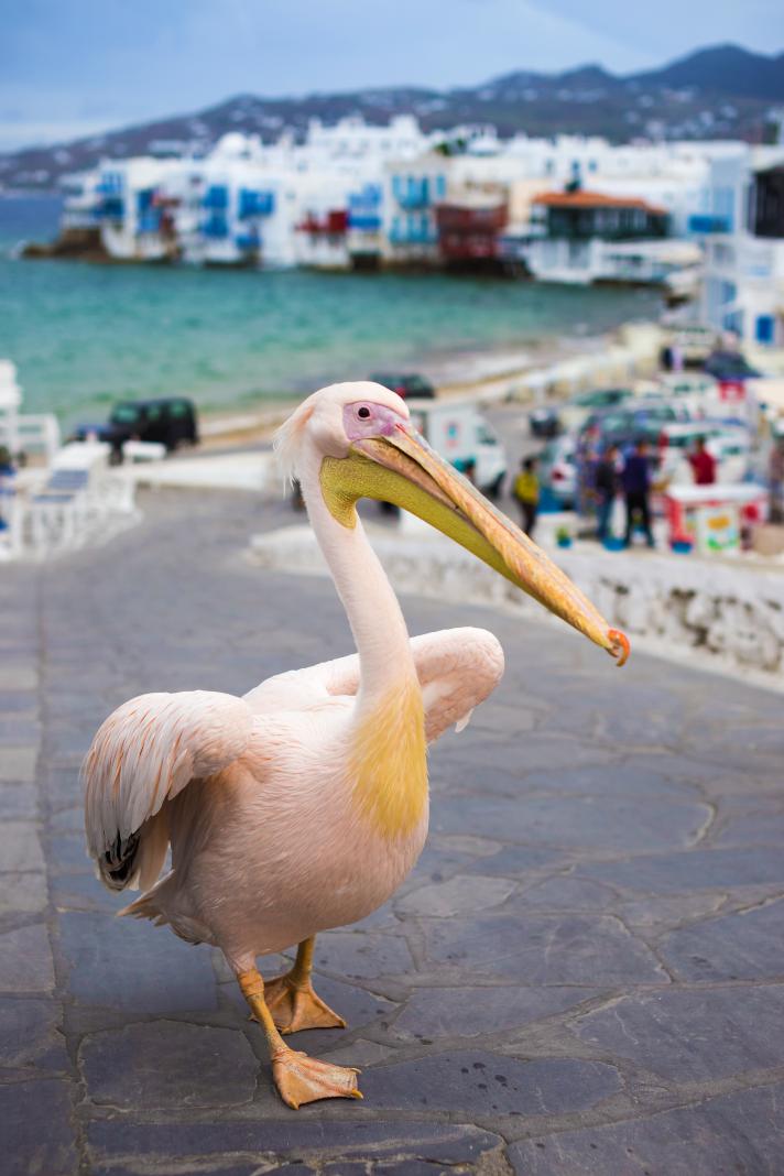 Mykonos Greece with Kids