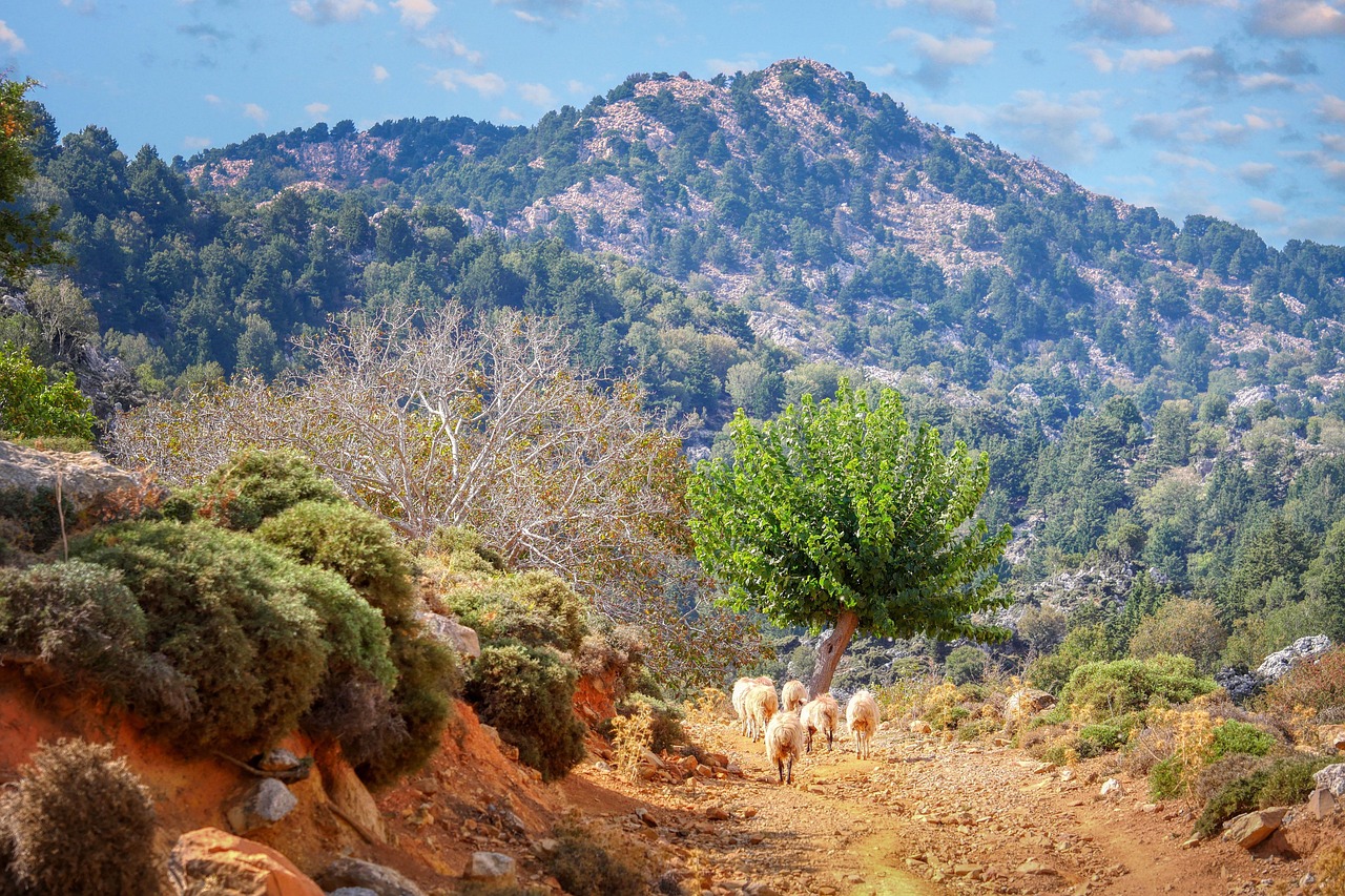 The 25 Best Family Hotels in Crete, Greece 36 goats in the mountains Crete