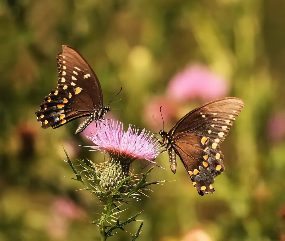 oomm misc fauna butterflies