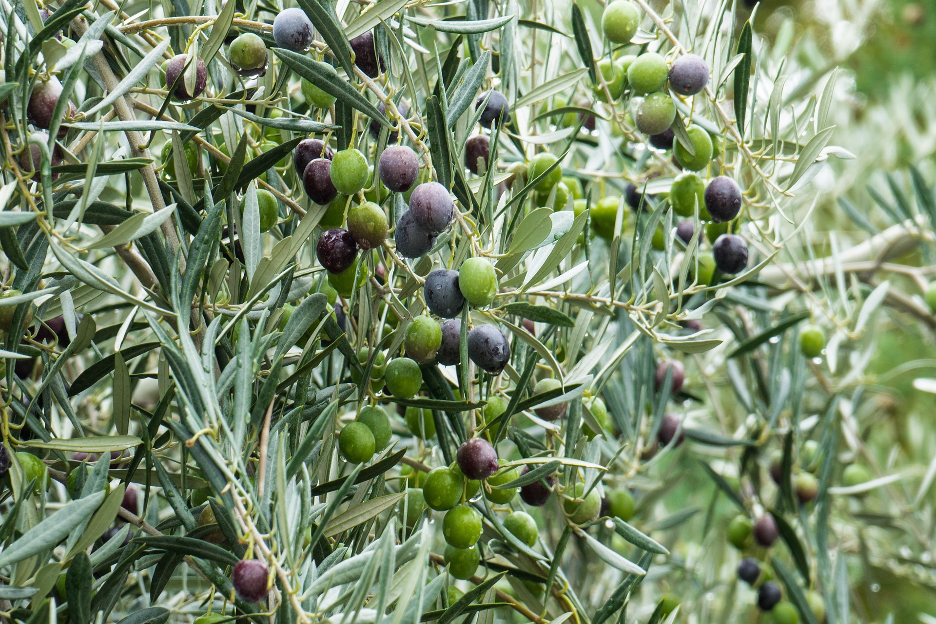 olive tree olives Greece PXB